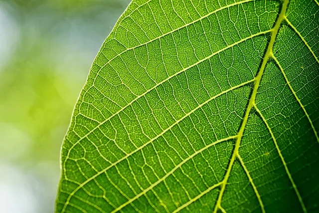 호두 재배 순 지르기 수분 수정 고온 피해 예방_7
