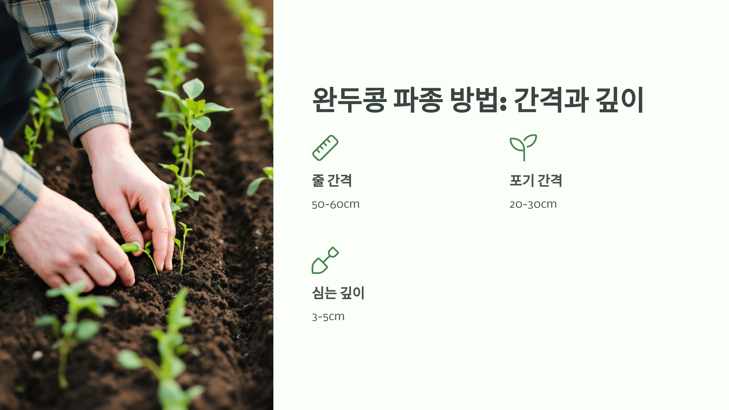 완두콩 사진입니다.