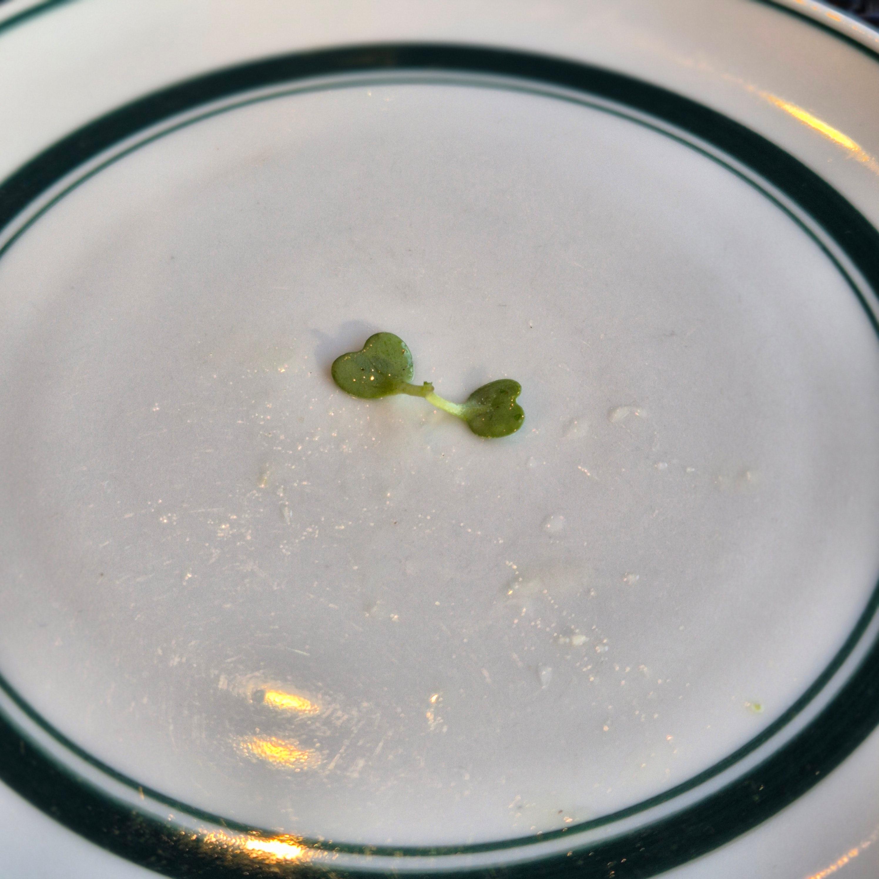 제주 성산 맛집