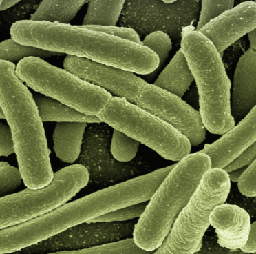 백혈구 수치가 낮은 이유 13