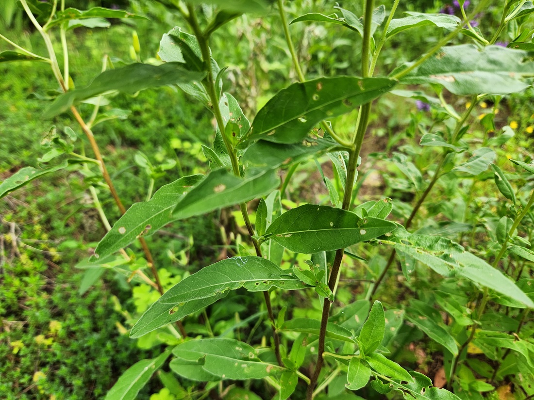 황금낮달맞이꽃