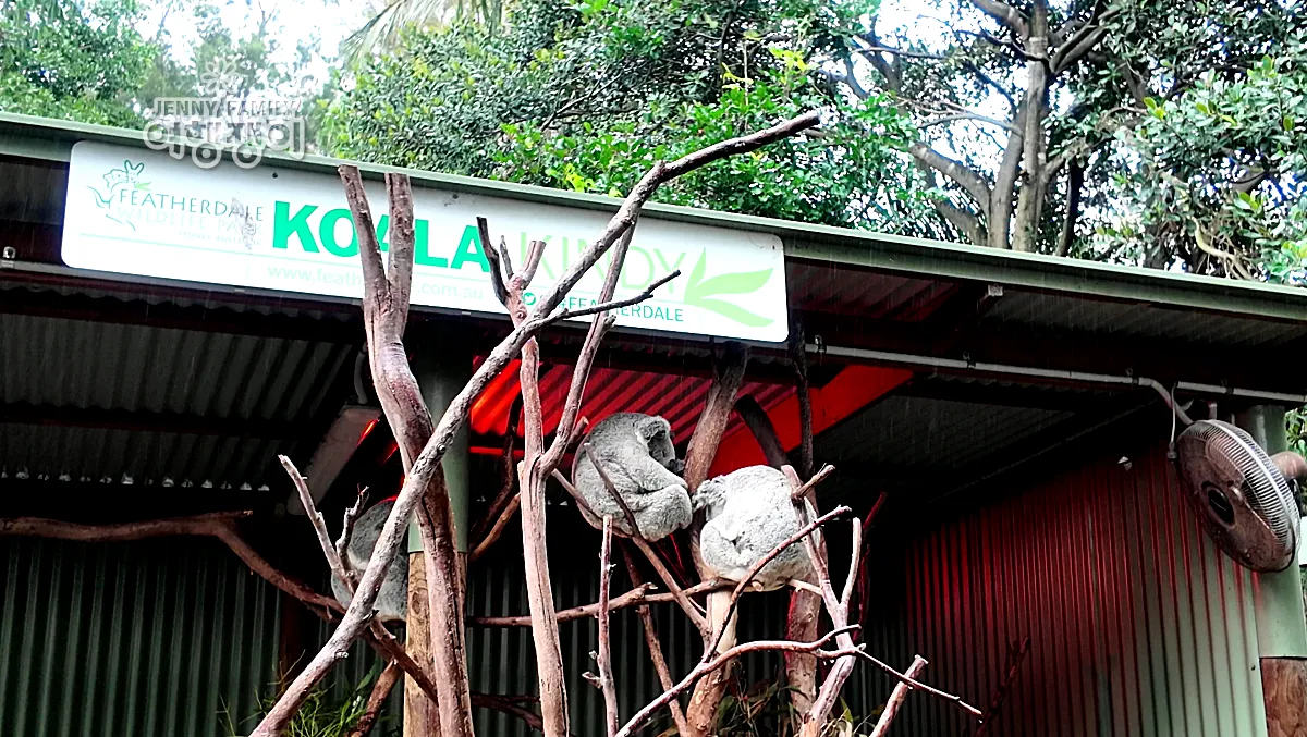 코알라 하우스에서 나뭇가지 위에 잠든 코알라들 / Koalas sleeping on tree branches inside the Koala House