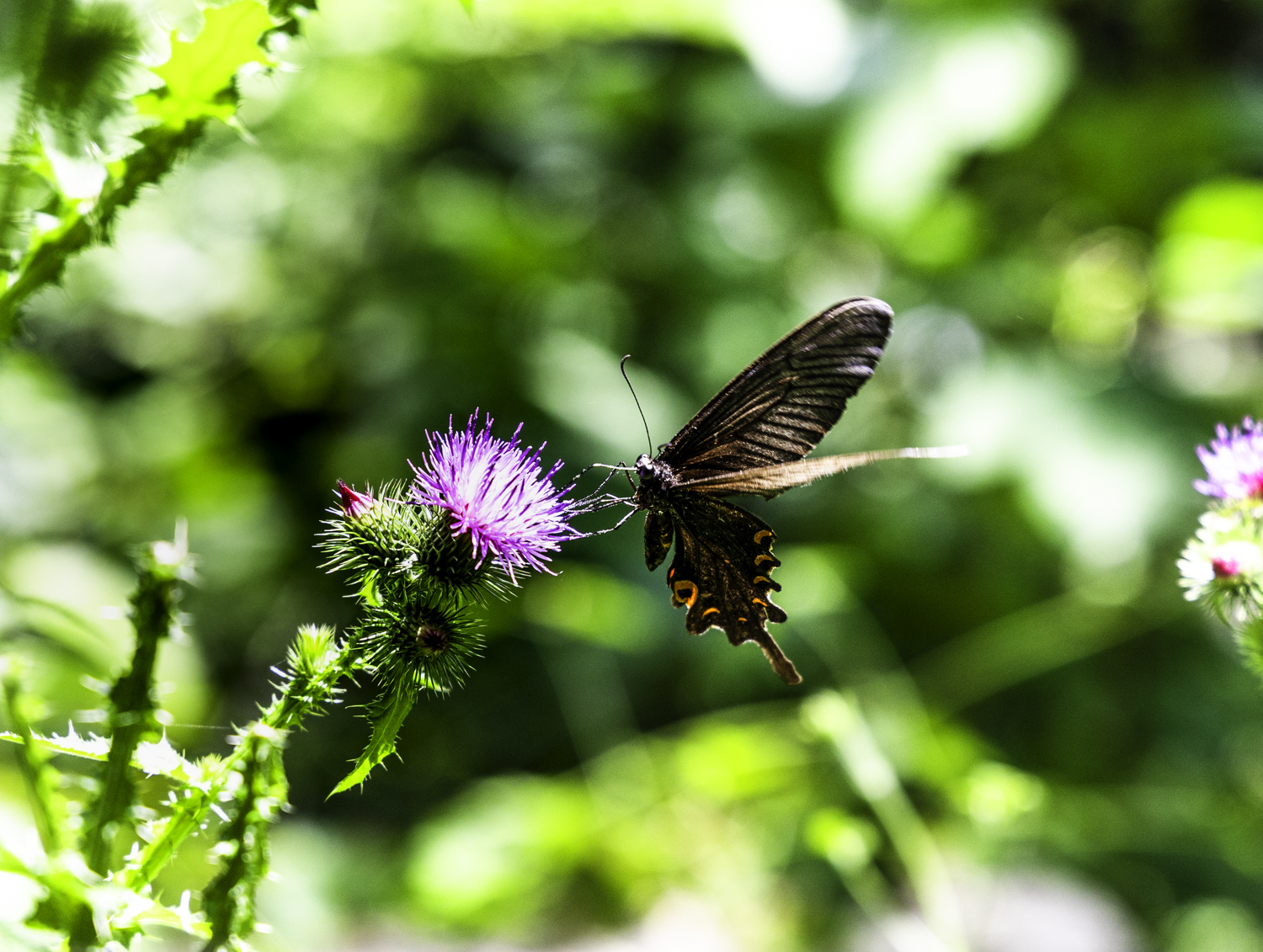 제비나비와 가시엉겅퀴 밀크씨슬