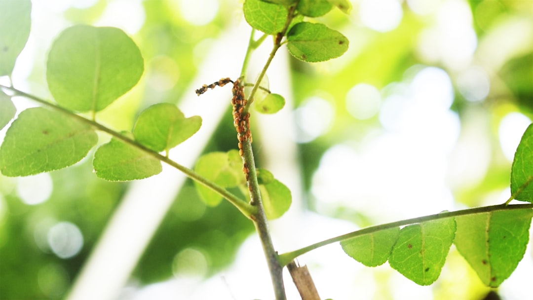 Aphid