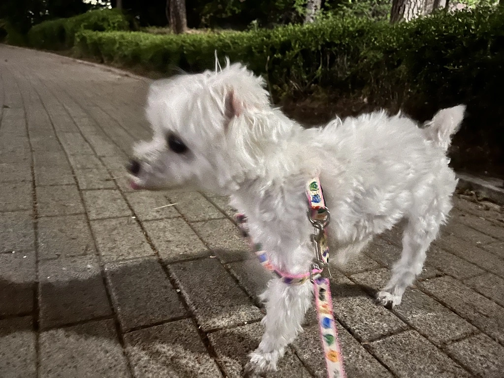 나와서-신난-똘망이