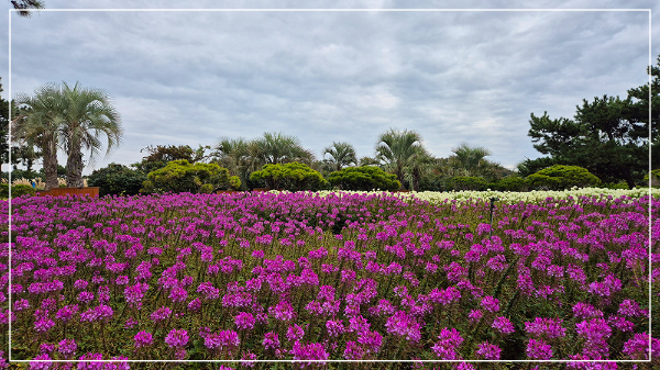 2025 태안 가을꽃 박람회 이미지 / 출처: 코리아플라워파크