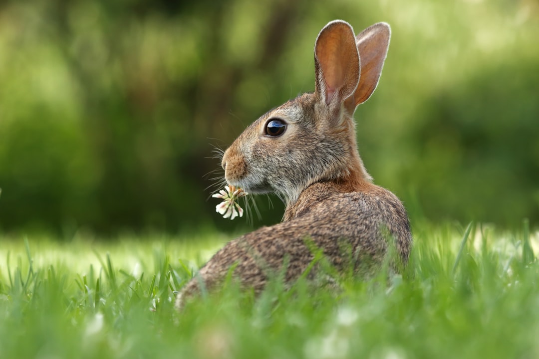 Bunny