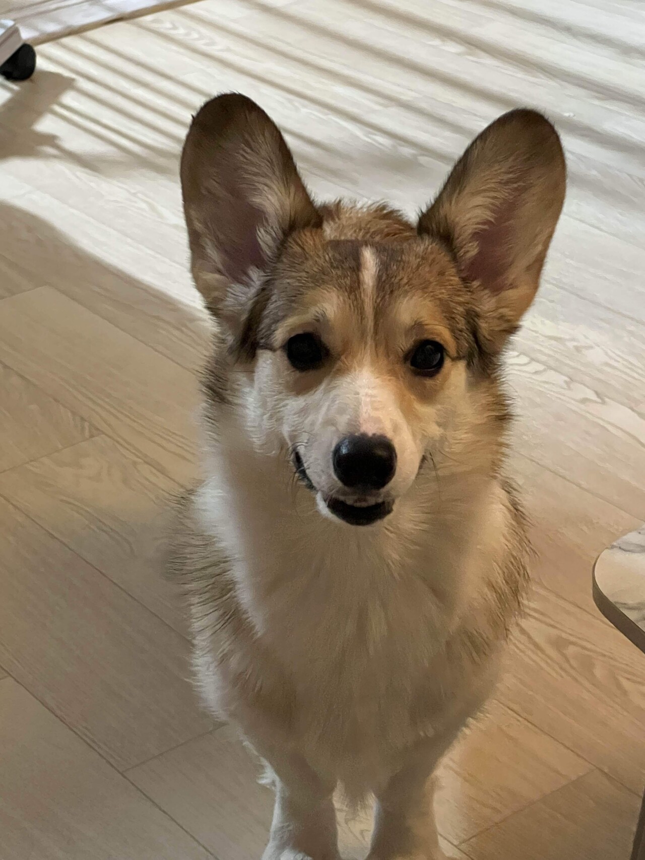 강아지가 혼자 집에 있을 때 불안감을 줄이는 7가지 꿀팁