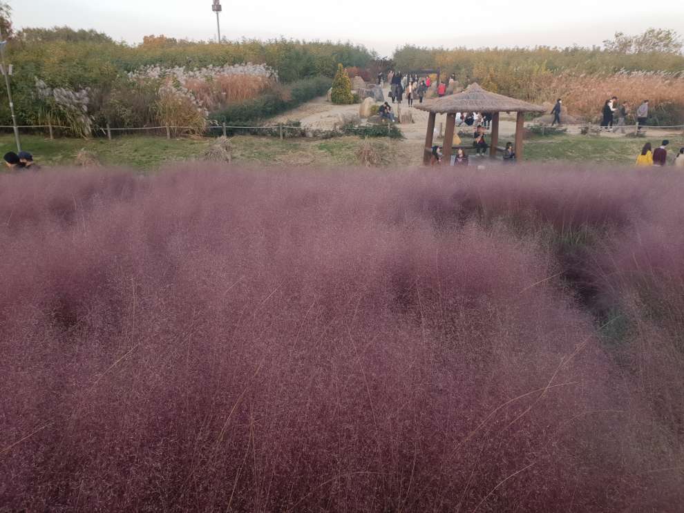 하늘공원억새축제