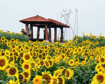강주 해바라기 축제_14