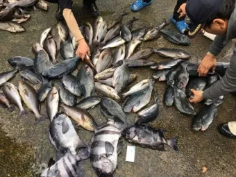 디낚 점주 조황 전국 바다낚시 출조 꿀팁_28