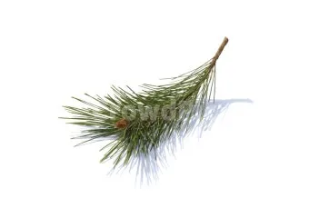 솔잎 효능수확기솔잎 효소 만드는법솔잎차세척활용법보관법까지_14