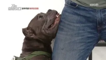 강아지 마운팅 이유 해결 방법_18