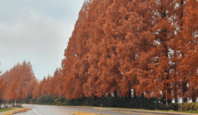 메타세쿼이아길