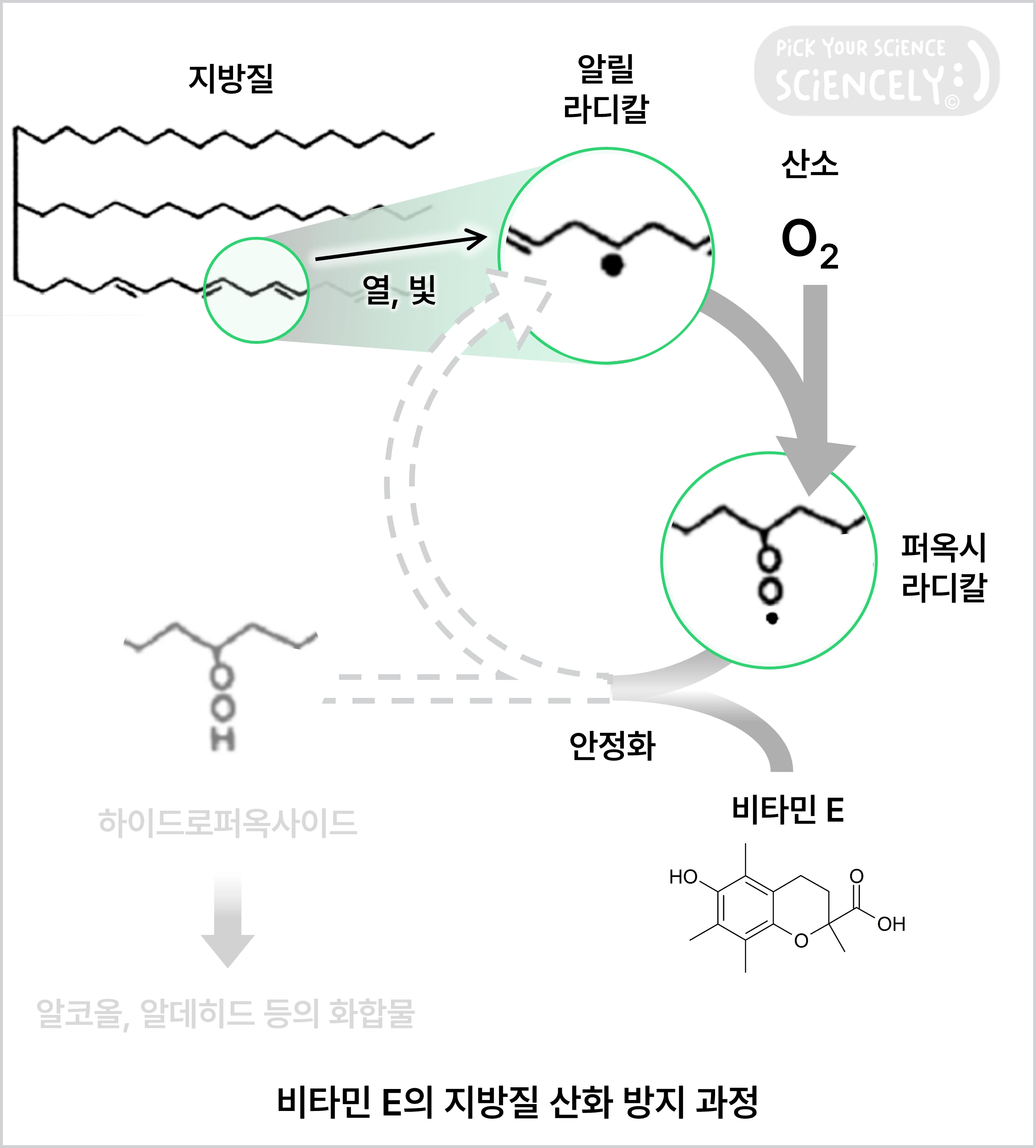 지방질의 산패 방지, 산화방지제, 비타민 E
