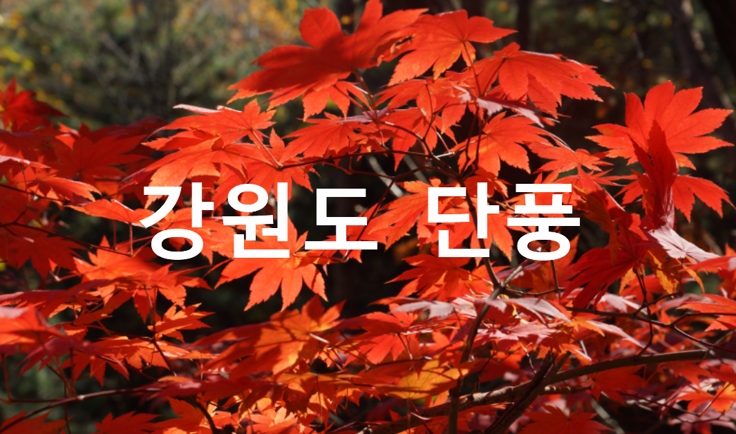 강원도 단풍의 아름다움