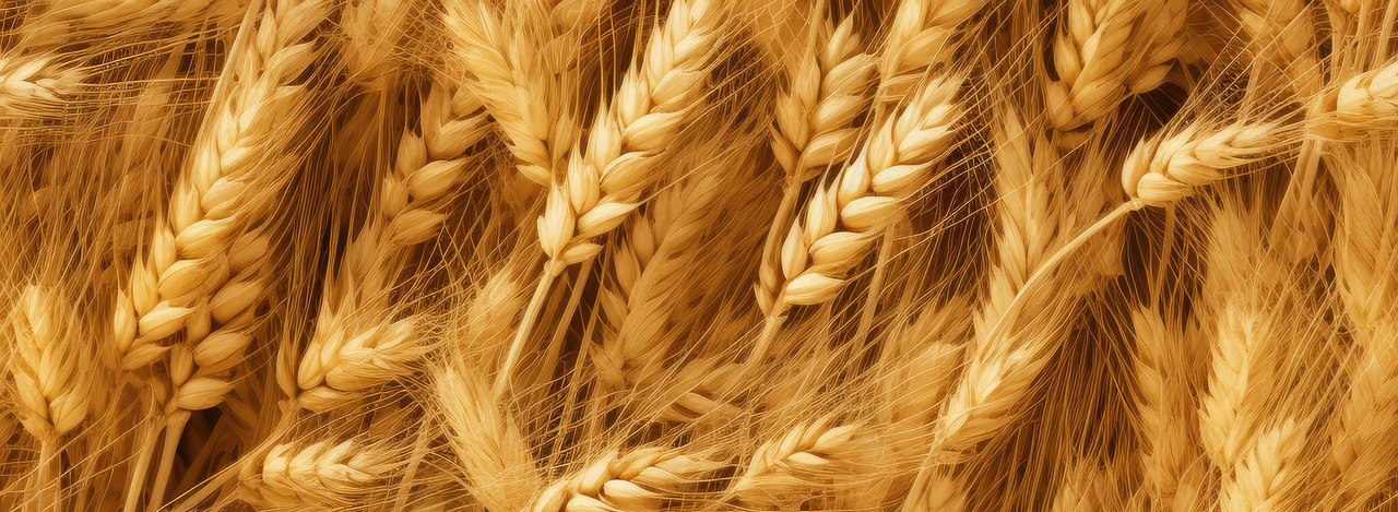 잡곡중에 보리 사진