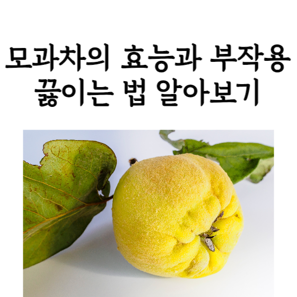 모과차의 효능과 부작용, 끓이는 법