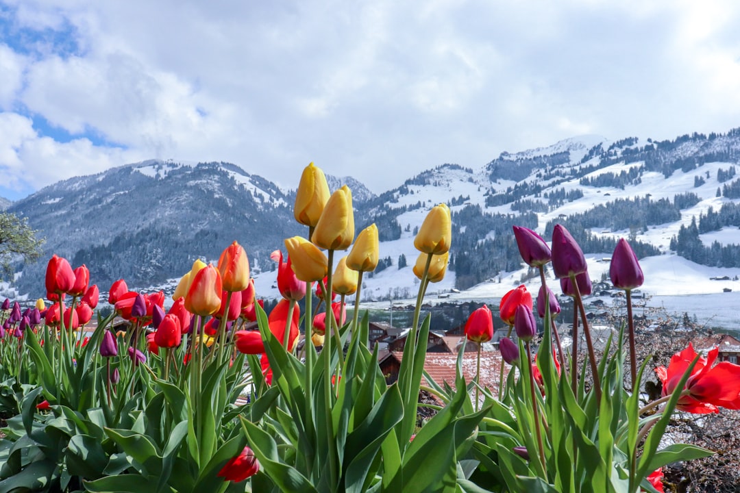 tulip