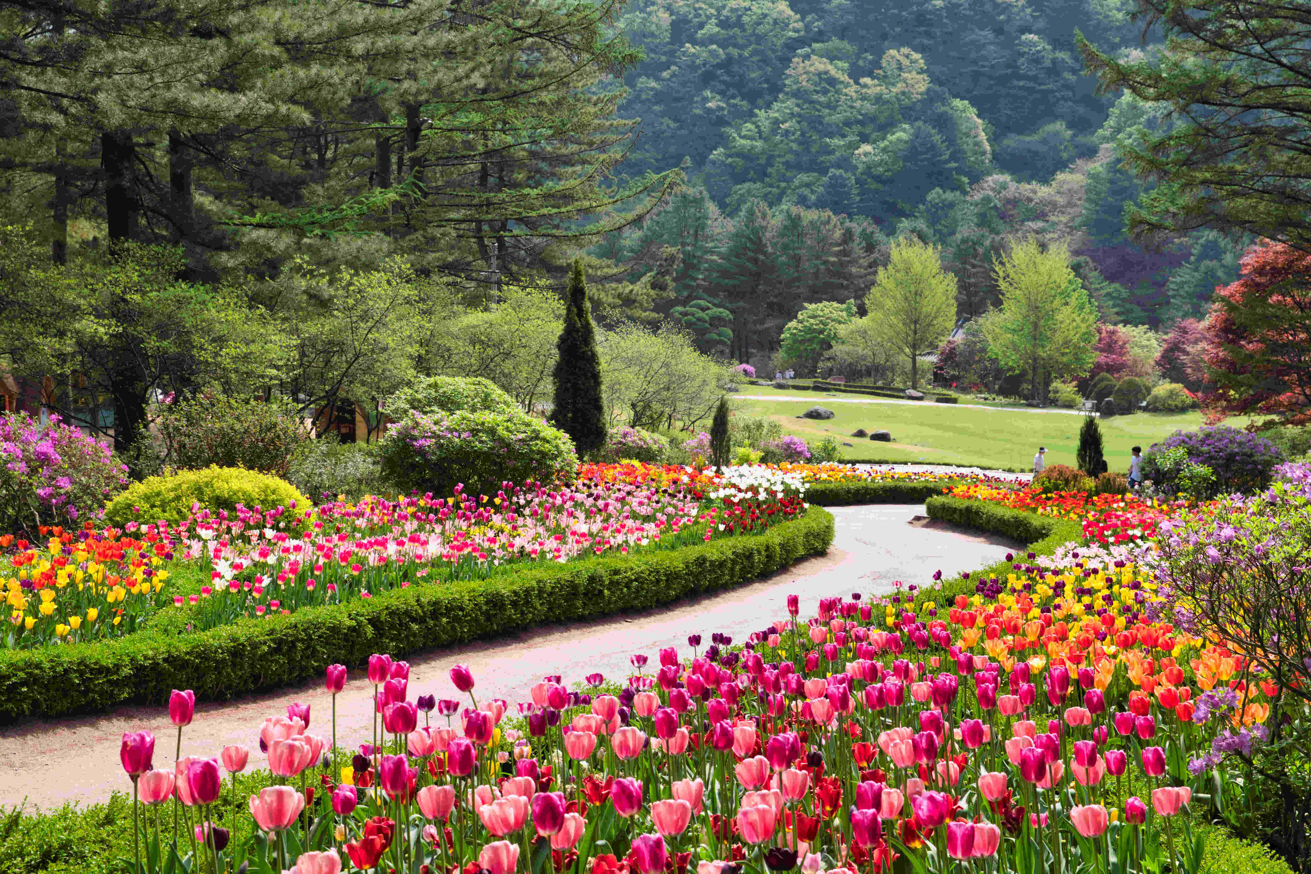 아침고요수목원 봄3