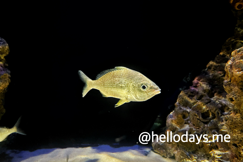 관상어의 배마름