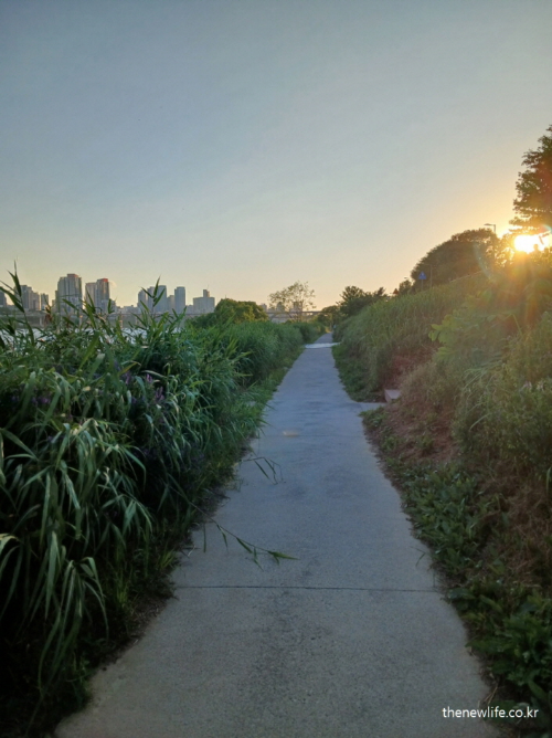 A sunset path by the riverside with tall grass and city skyline, symbolizing a new beginning with each step.-해가 지는 강변길, 풀숲 사이로 이어지는 길이 새로운 시작을 상징합니다.