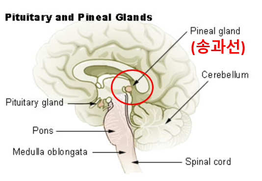 멜라토닌 melatonin 서방정 전문의약품 건강기능식품 건강식품 수면 불면증 영양제