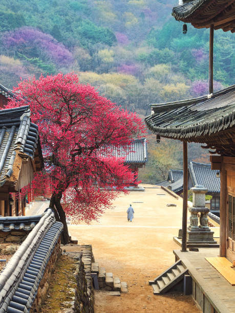 3월 봄꽃 축제 하는곳 봄꽃 여행지