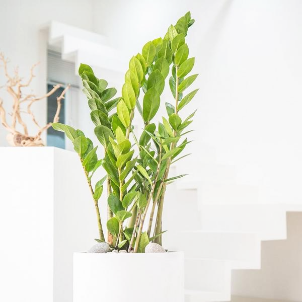 금전수 돈나무 키우기 물주기