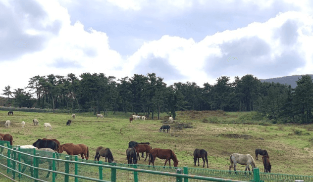 제주도-여행코스-2박3일-마방목지와-516도로