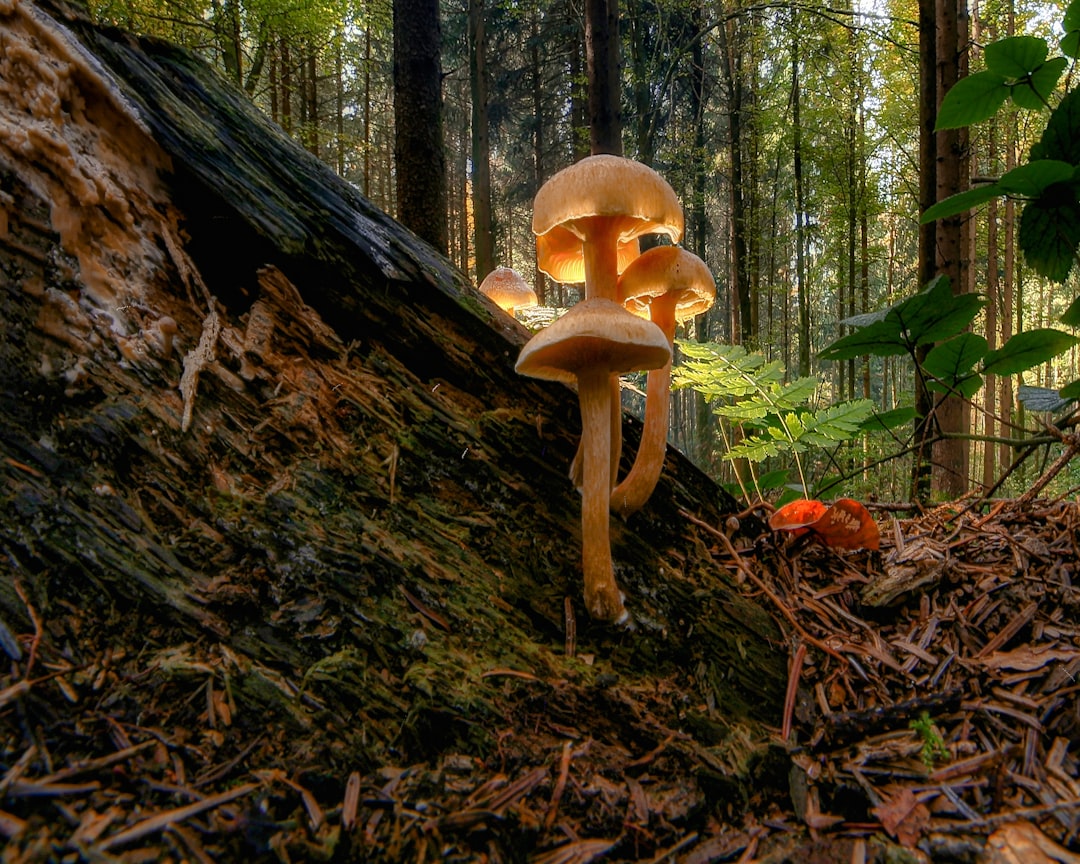 Mushroom