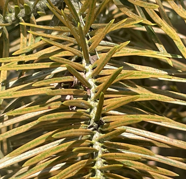 전나무잎응애 피해1