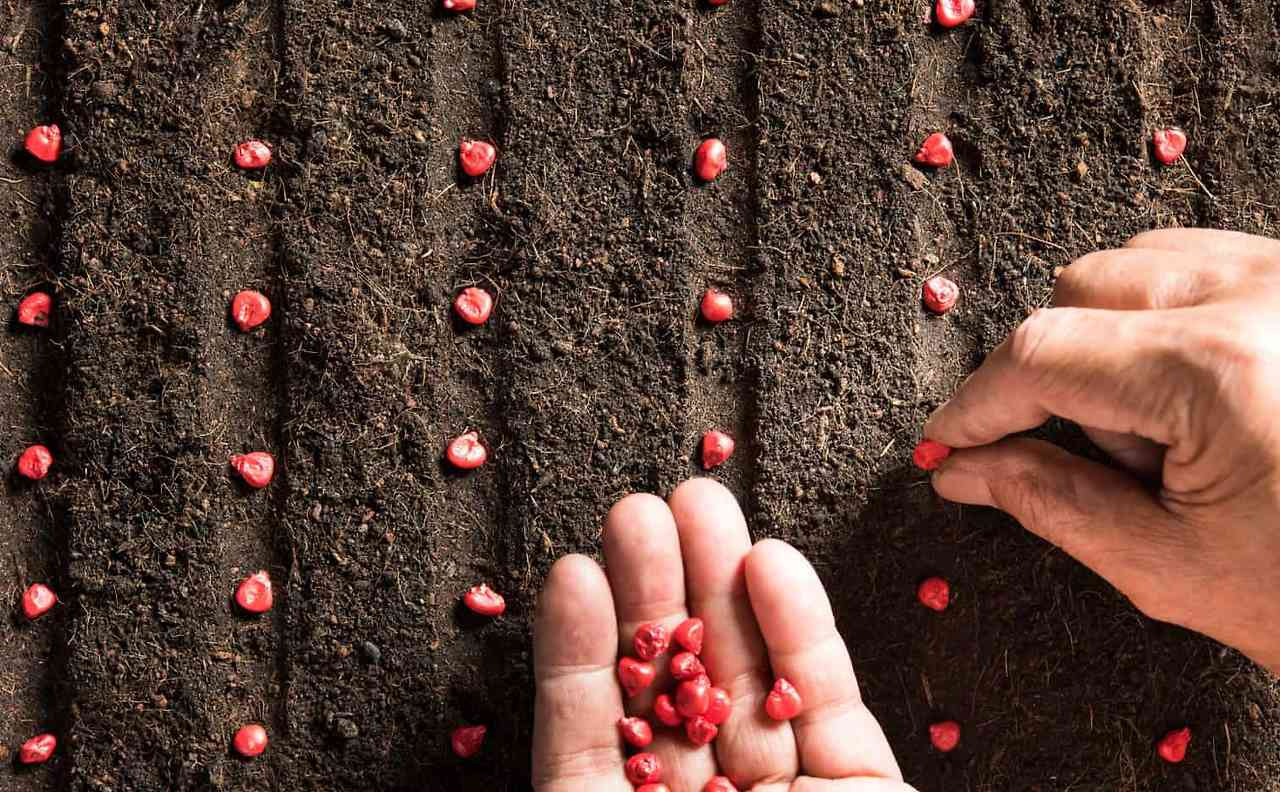 옥수수 파종시기