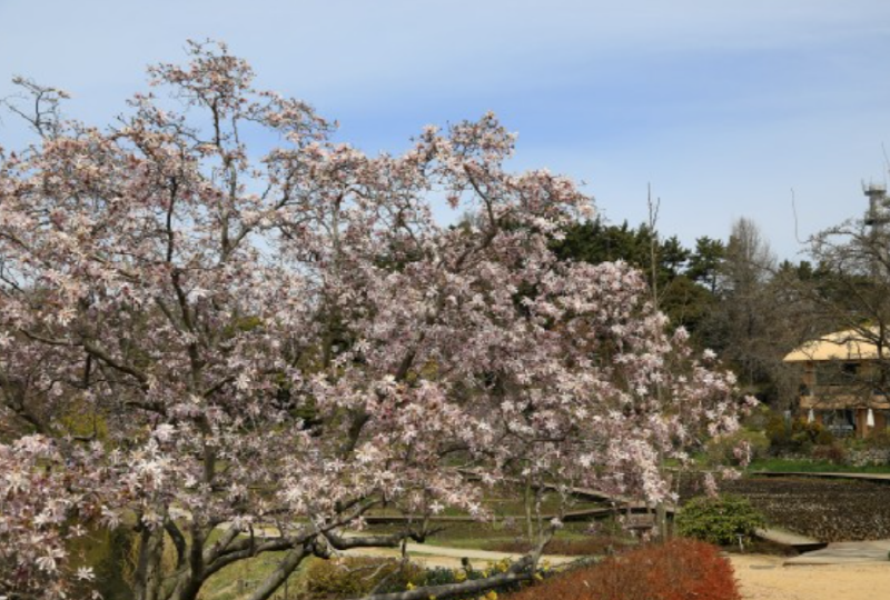 천리포수목원 목련축제