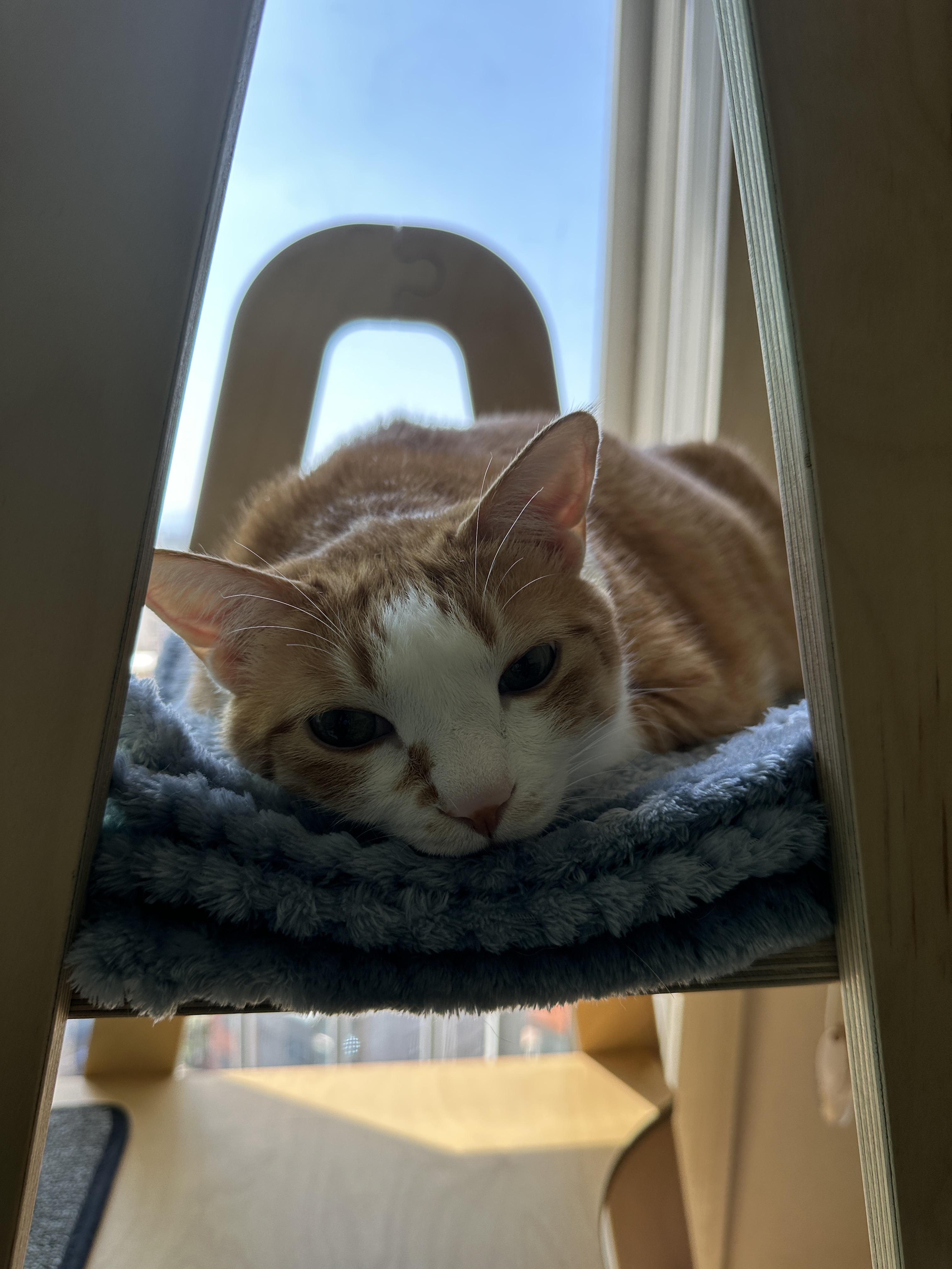 누워서 엄마 배웅하는 치즈냥이 호야 (feat. 집사들이 약속에 늦는 이유)