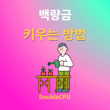 백량금 키우기