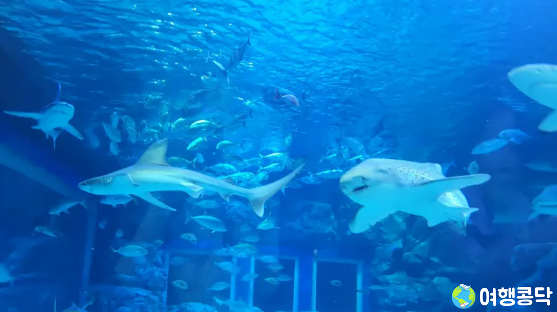 4️⃣ 아쿠아플라넷 제주 &ndash; 국내 최대 규모 수족관