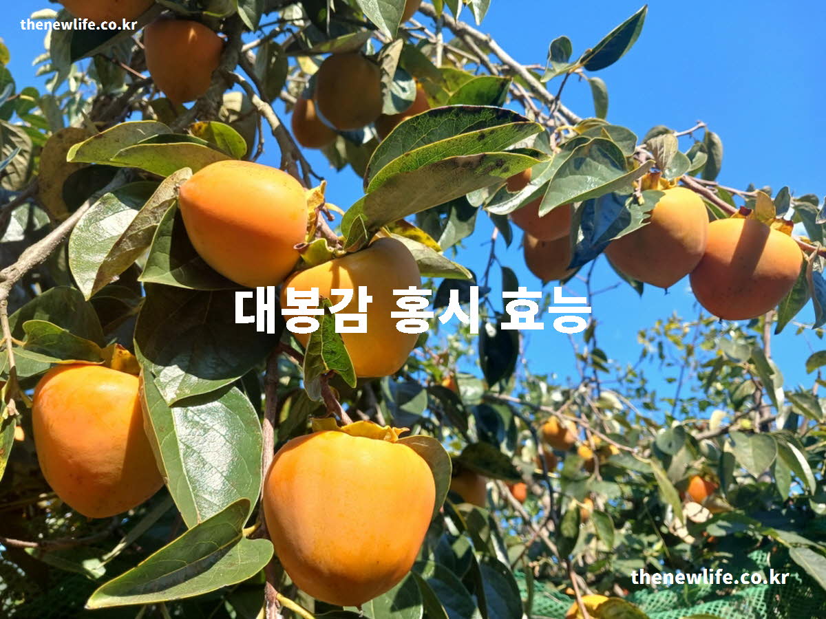 대봉감 홍시 효능 대표 실사진