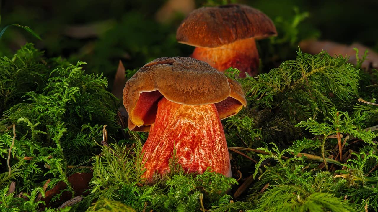 번개가 친 자리에서만 발견되는 버섯의 정체