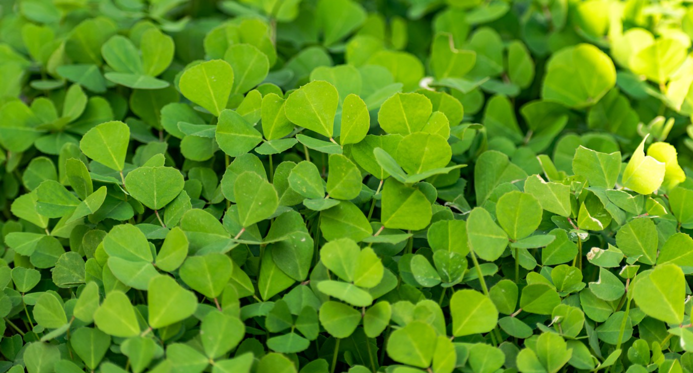 모발건강-모유수유-호로파-심장-고혈압-염증-혈당-인지기능-장건강-알레르기