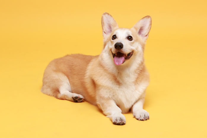 웰시코기 이미지