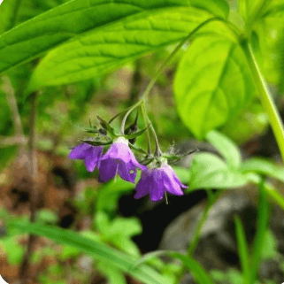 곰배령 예약하기