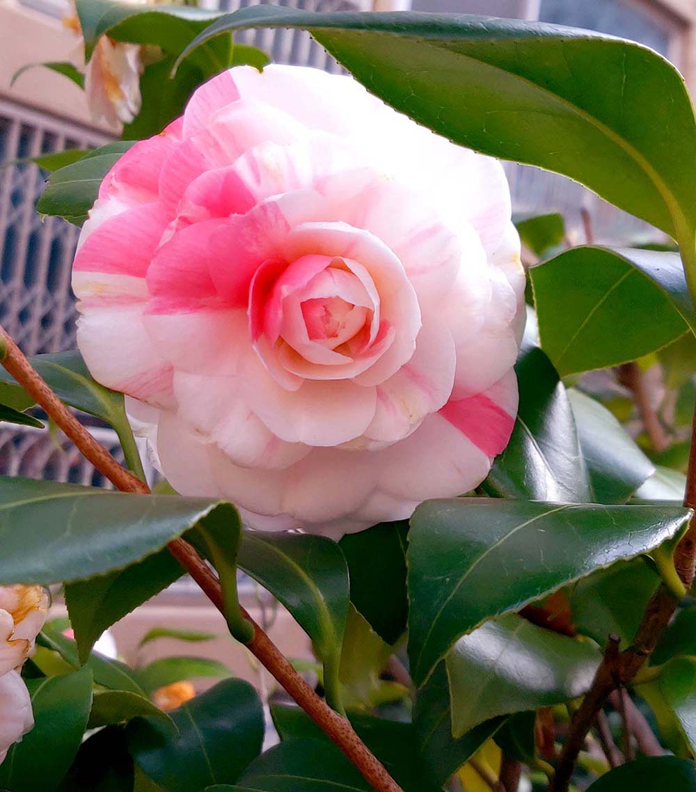 돌연변이 동백꽃