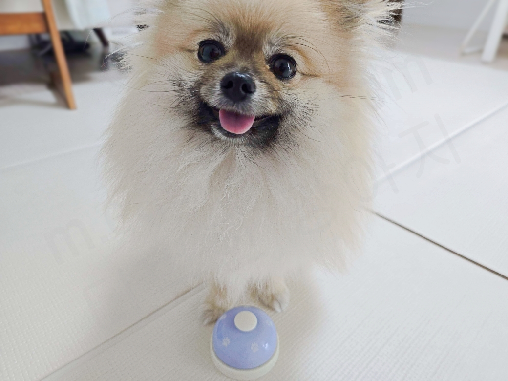 벨을 앞에 두고 웃는 강아지