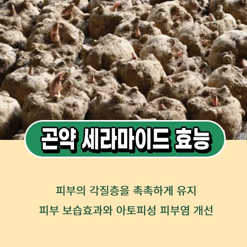 먹는 세라마이드