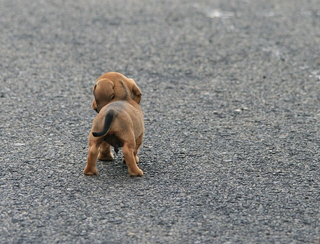 결석 관련 사진