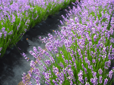 정읍 허브원 라벤더 축제