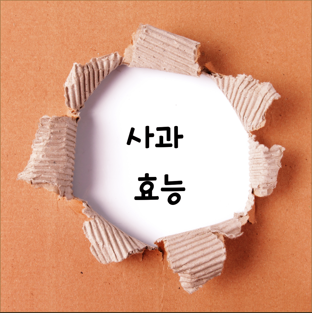 사과 효능 하루 한개만 먹어도 몸이 가볍게 느껴져요