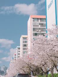 부산 달맞이길 벚꽃 드라이브 코스