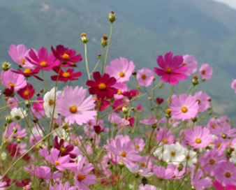 가을에 피는 꽃 종류 해바라기-코스모스